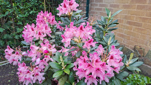 Bloeiende Azalea's en Rhododendrons, dan wordt het echt voorjaar